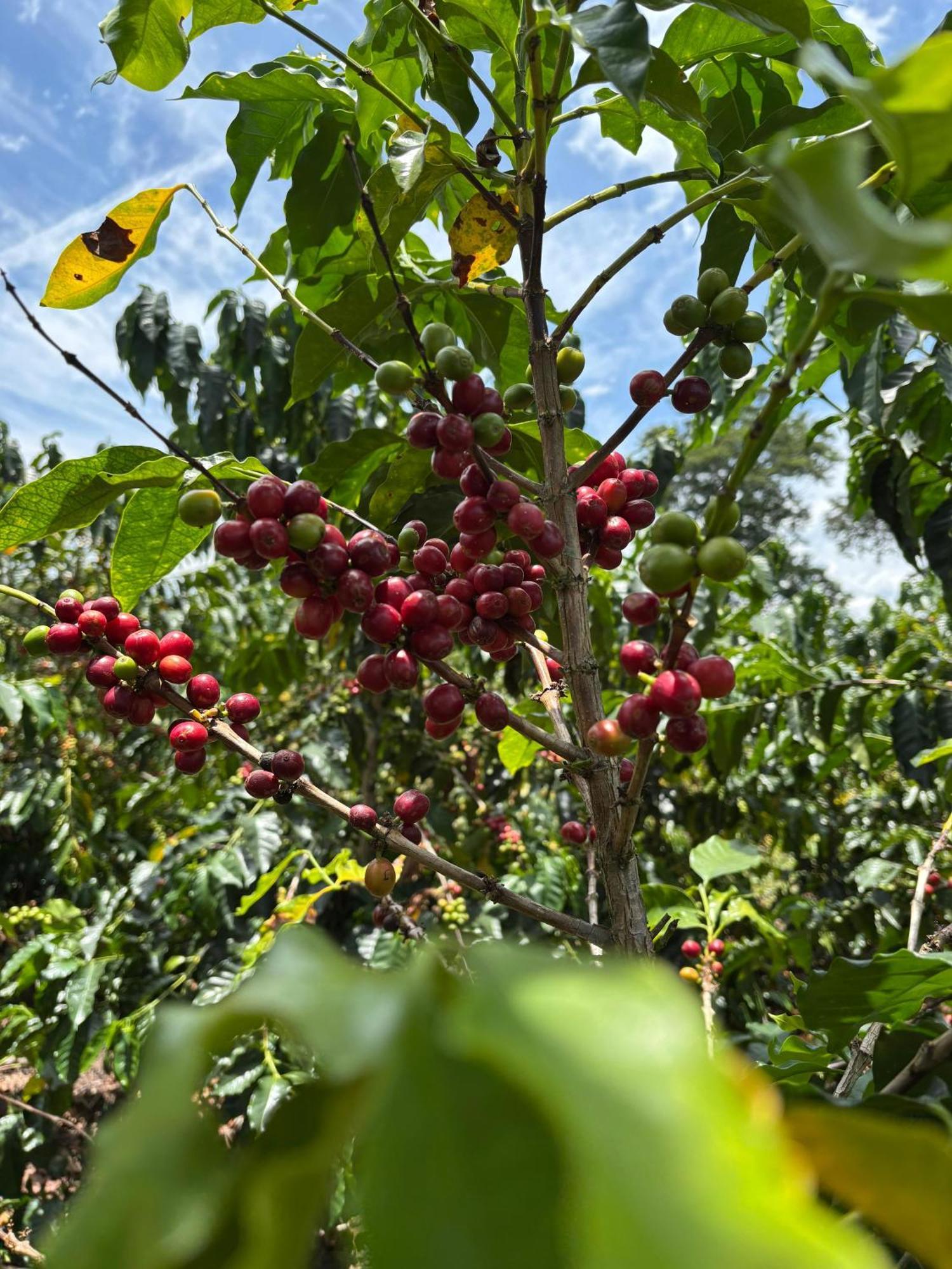 Hacienda Bambusa El Caimo Eksteriør billede